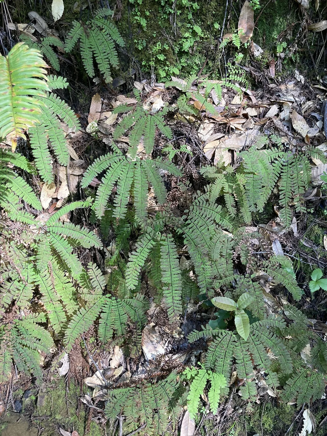 Western maidenhair fern (Adiantum aleuticum)
