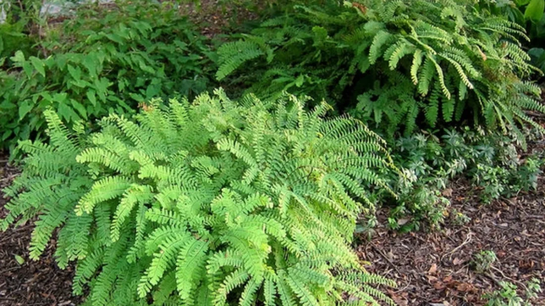 Adiantum pedatum, fronds