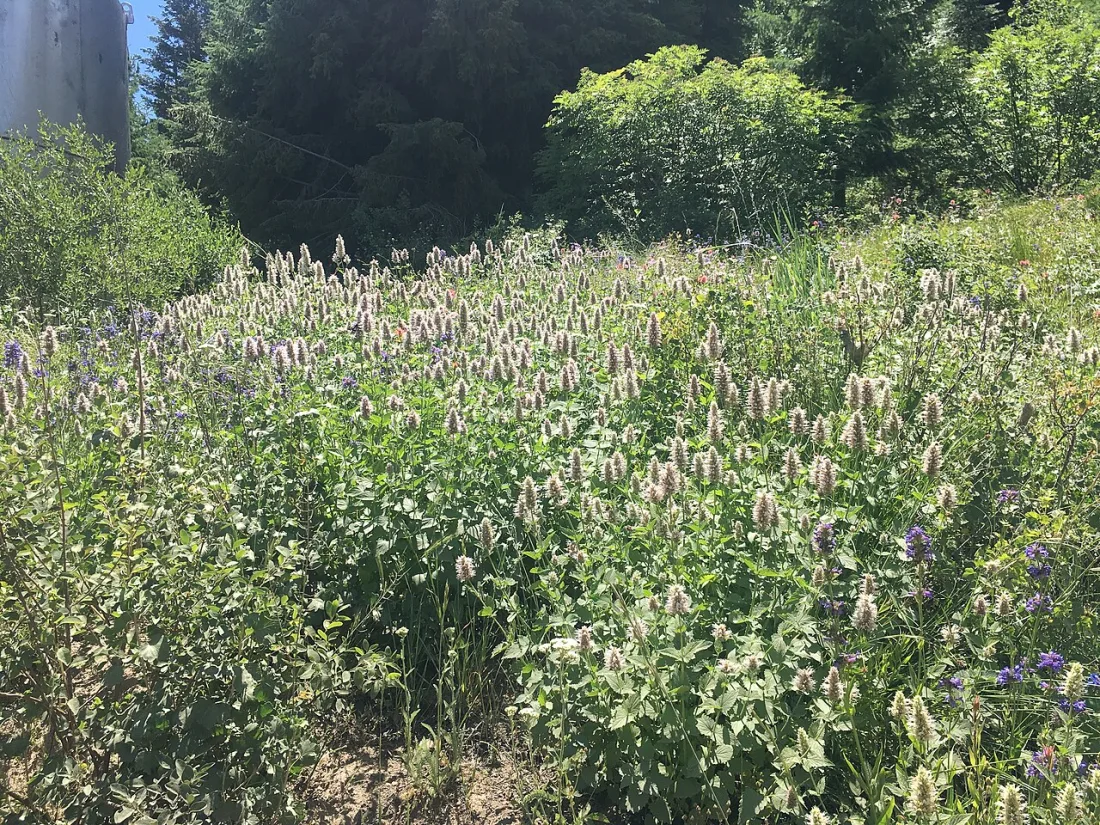Nettleleaf giant hyssop (Agastache urticifolia)