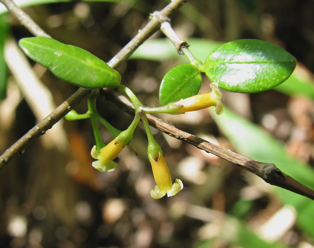 Maile (Alyxia stellata)