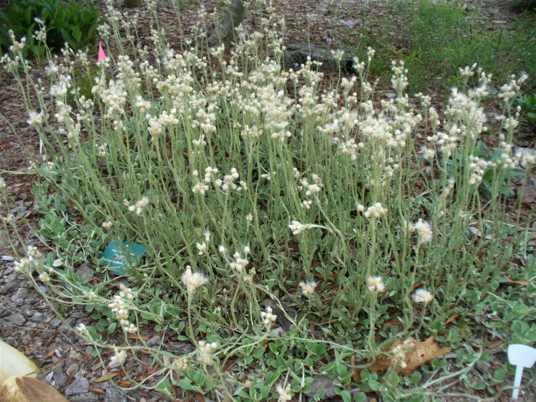 Form in the spring in Moore County