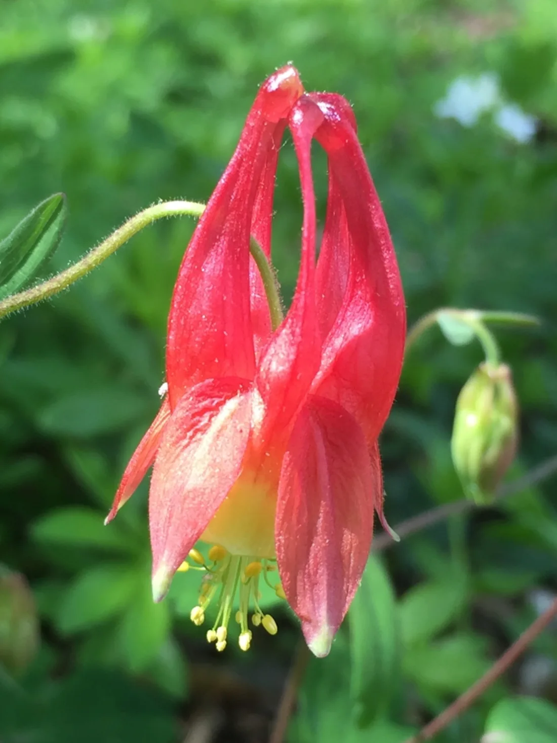 flower, spring, Haywood County, NC