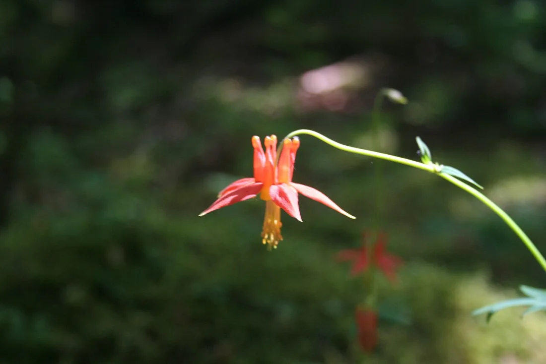 Western columbine (Aquilegia formosa)