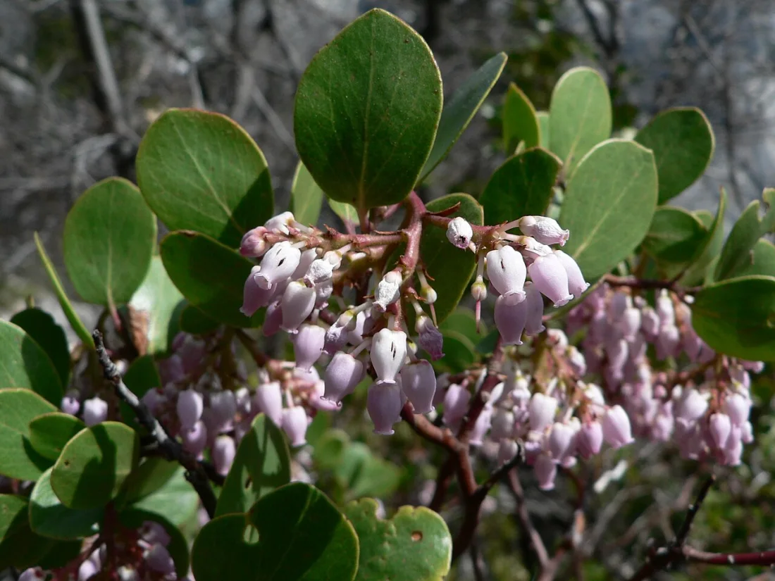 Greenleaf manzanita (Arctostaphylos patula)