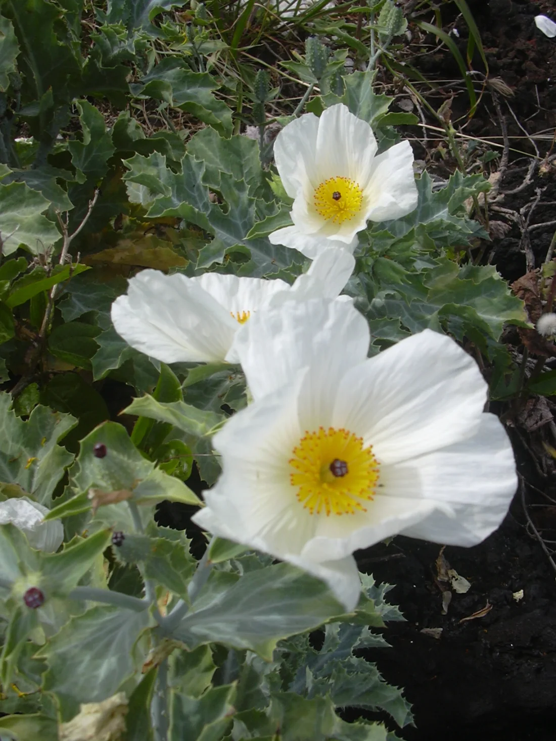Pua kala (Argemone glauca)