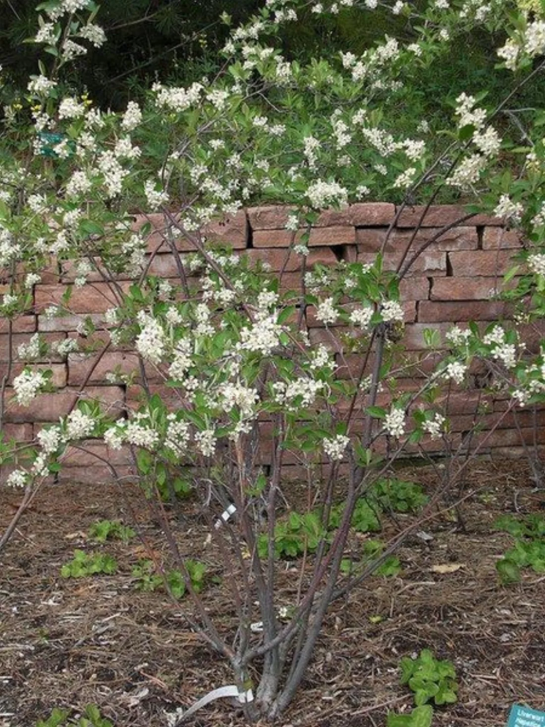 Open shrub with umbels of white flowers.