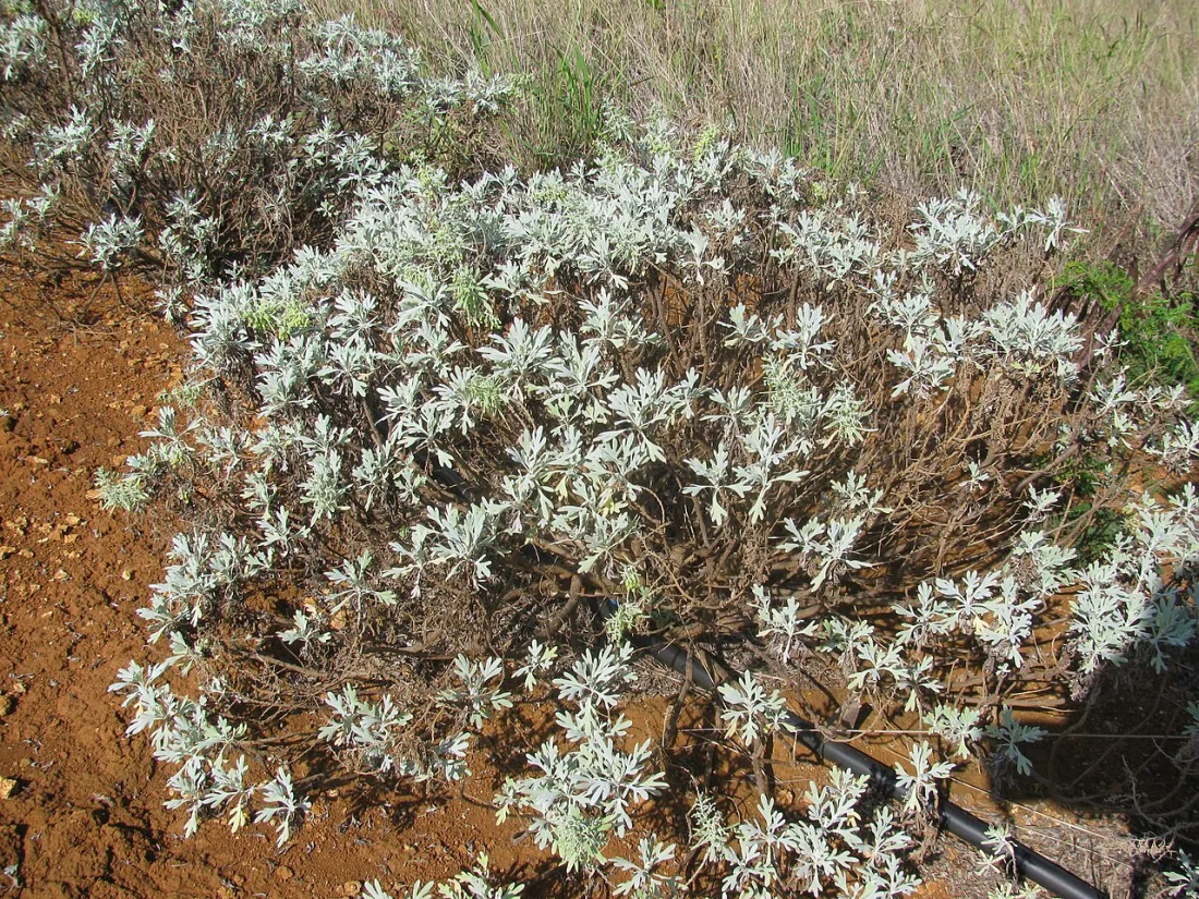 Hinahina kuahiwi (Artemisia australis)