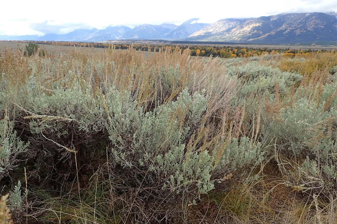 Big sagebrush (Artemisia tridentata)