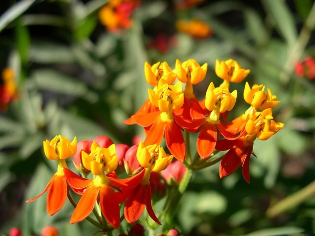 Asclepias curassavica