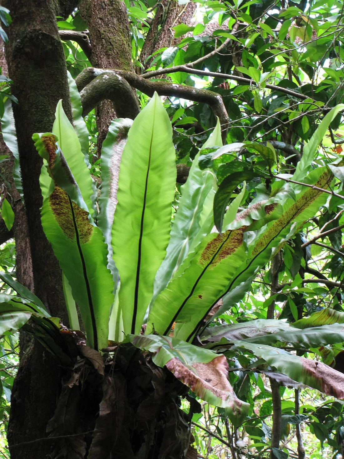 ʻĒkaha (Asplenium nidus)