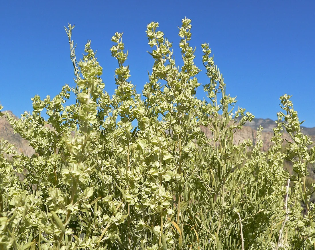 Fourwing saltbush (Atriplex canescens)