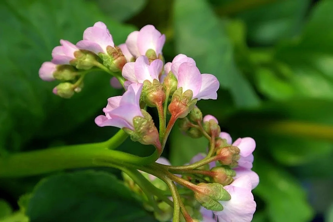 Bergenia cordifolia