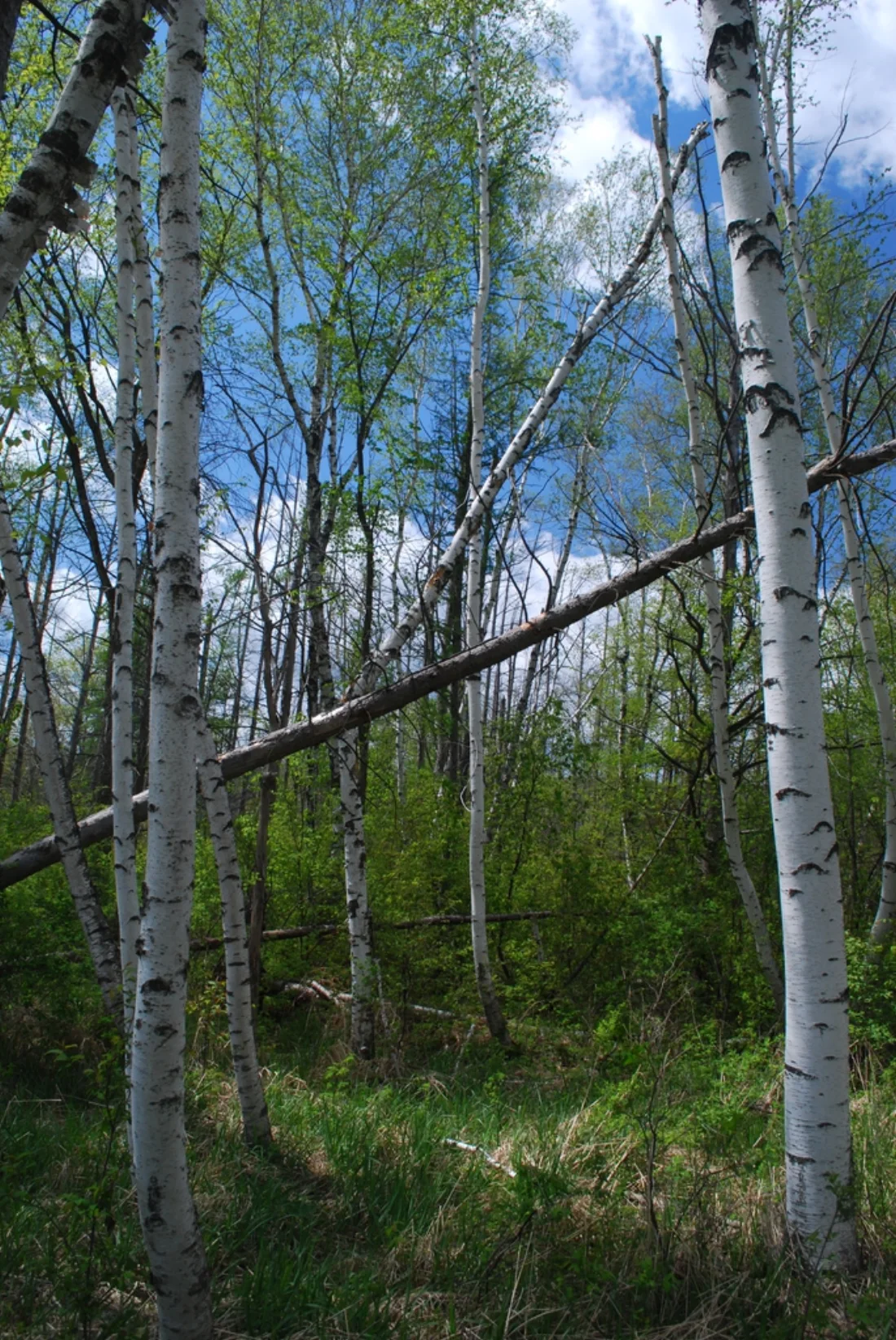 form
