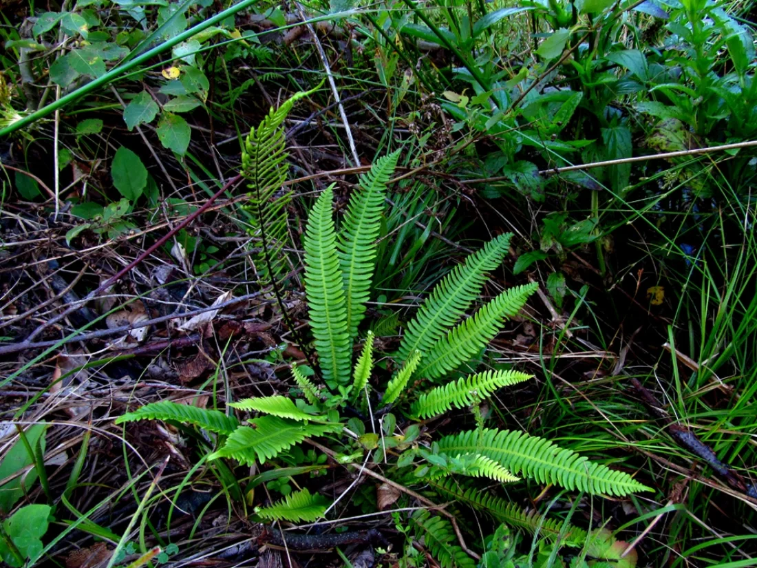 Blechnum spicant