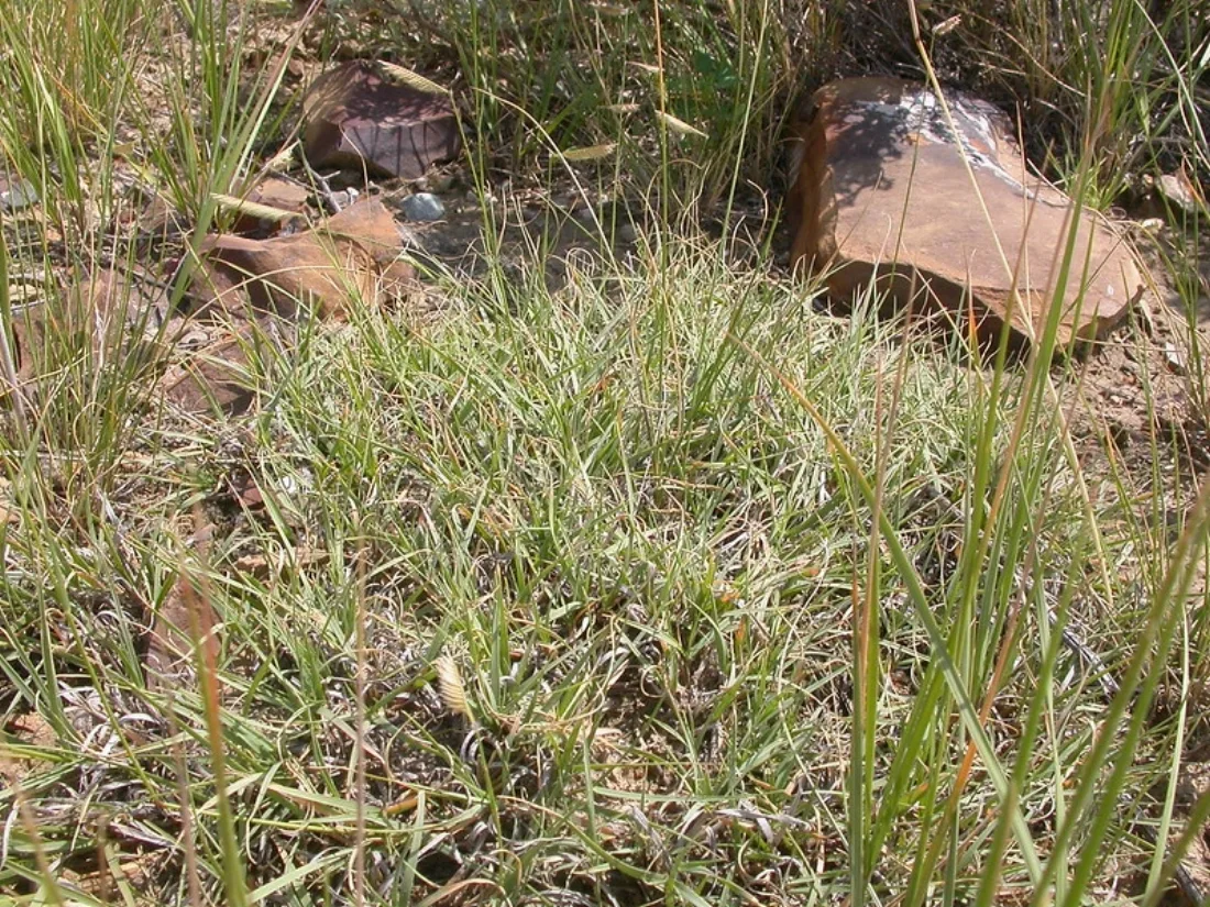 mat of grassy turf in dry soil.