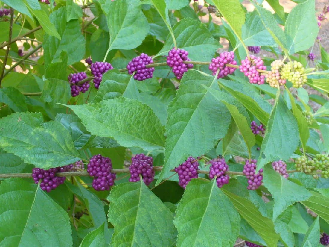 Callicarpa americana in summer in Moore County