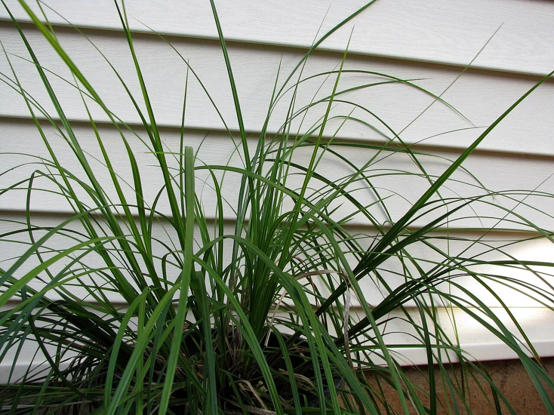 Meyen's sedge (Carex meyenii)
