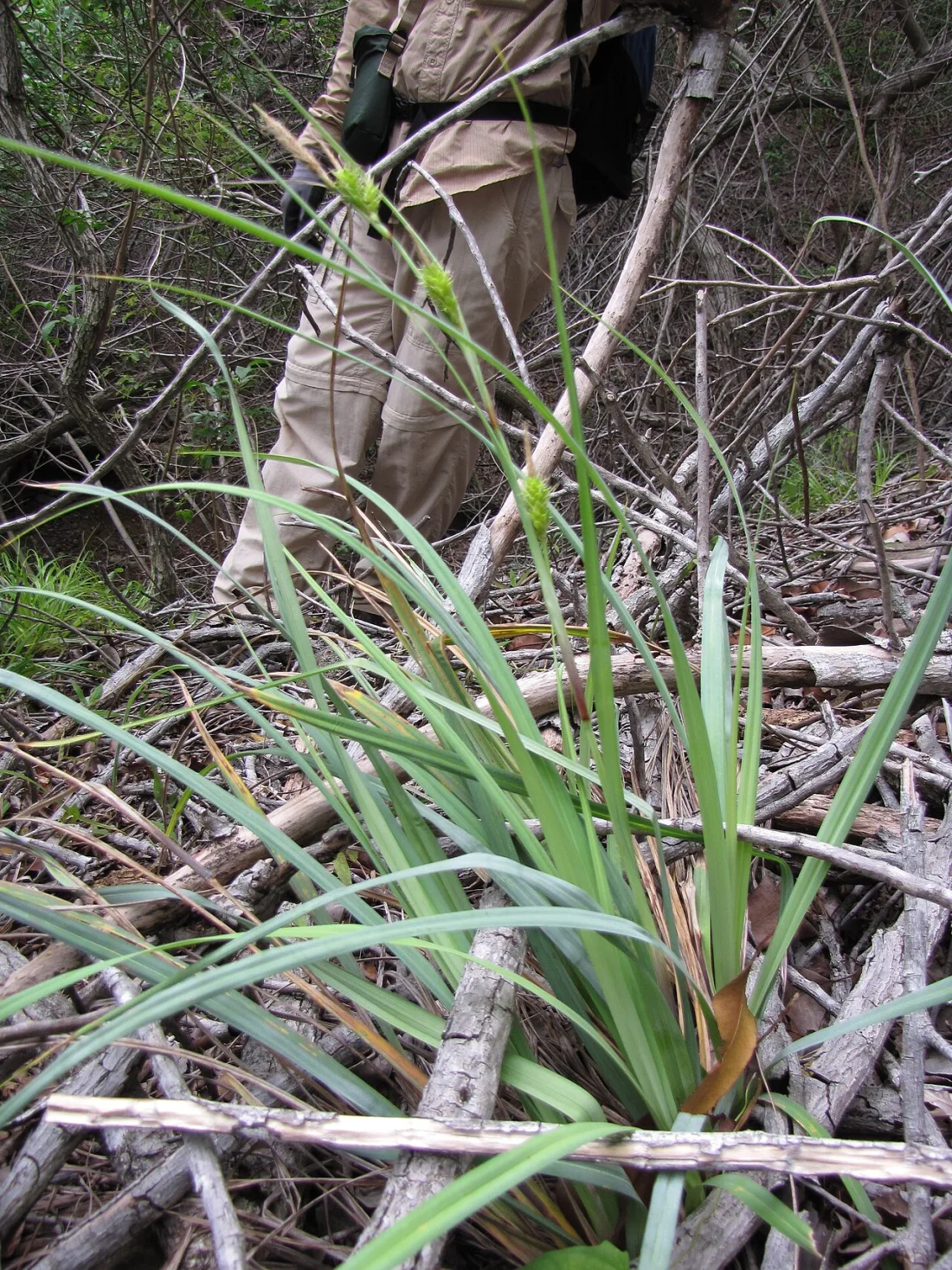 Oʻahu sedge (Carex wahuensis subsp. wahuensis)