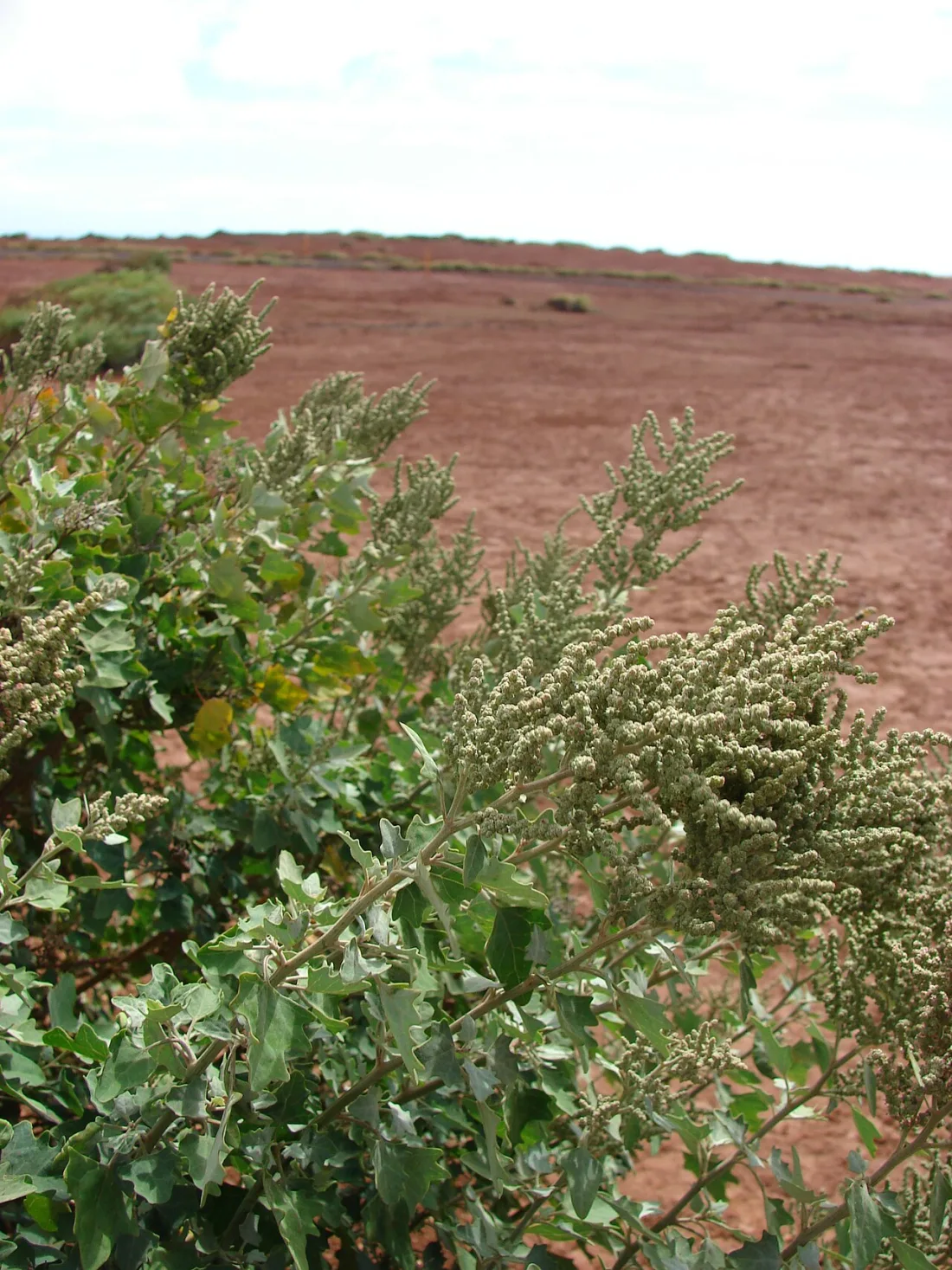 ʻĀweoweo (Chenopodium oahuense)