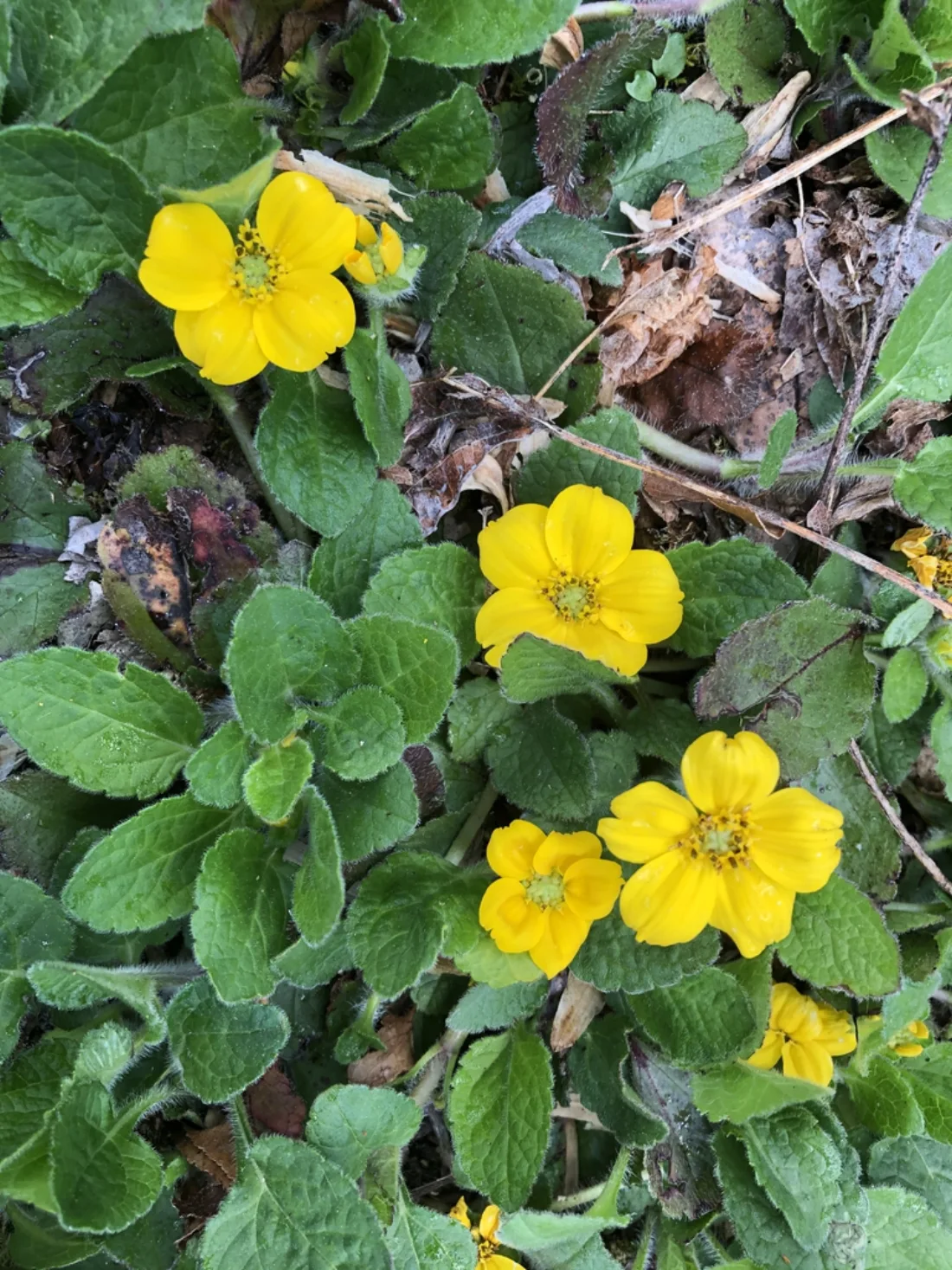 flowers, spring, Haywood County, NC
