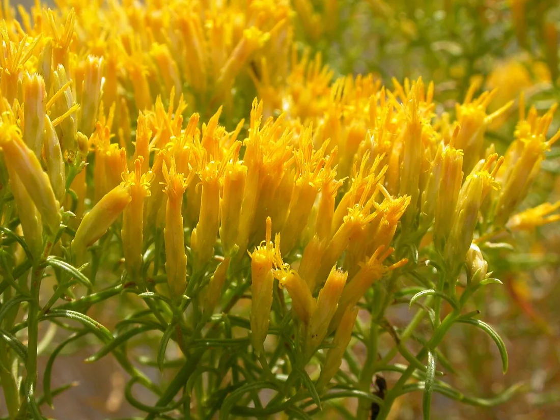 Yellow rabbitbrush (Chrysothamnus viscidiflorus)