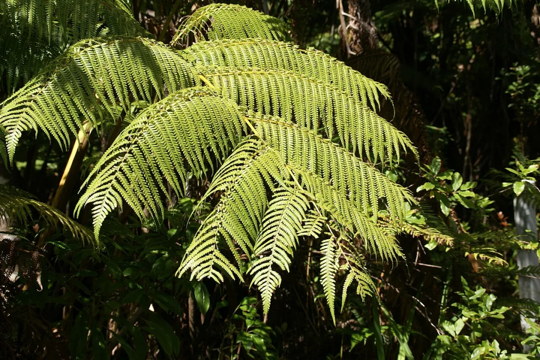 Hāpuʻu pulu (Cibotium glaucum)