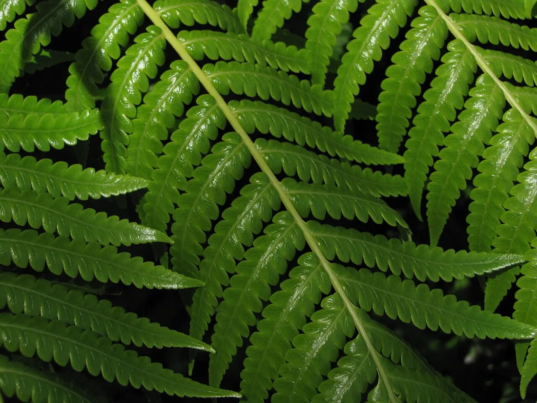 Hāpuʻu ʻiʻi (Cibotium menziesii)