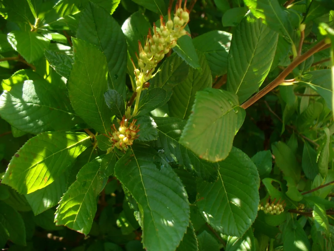 Pinnately veined, serrate leaves & spikes of green fruits
