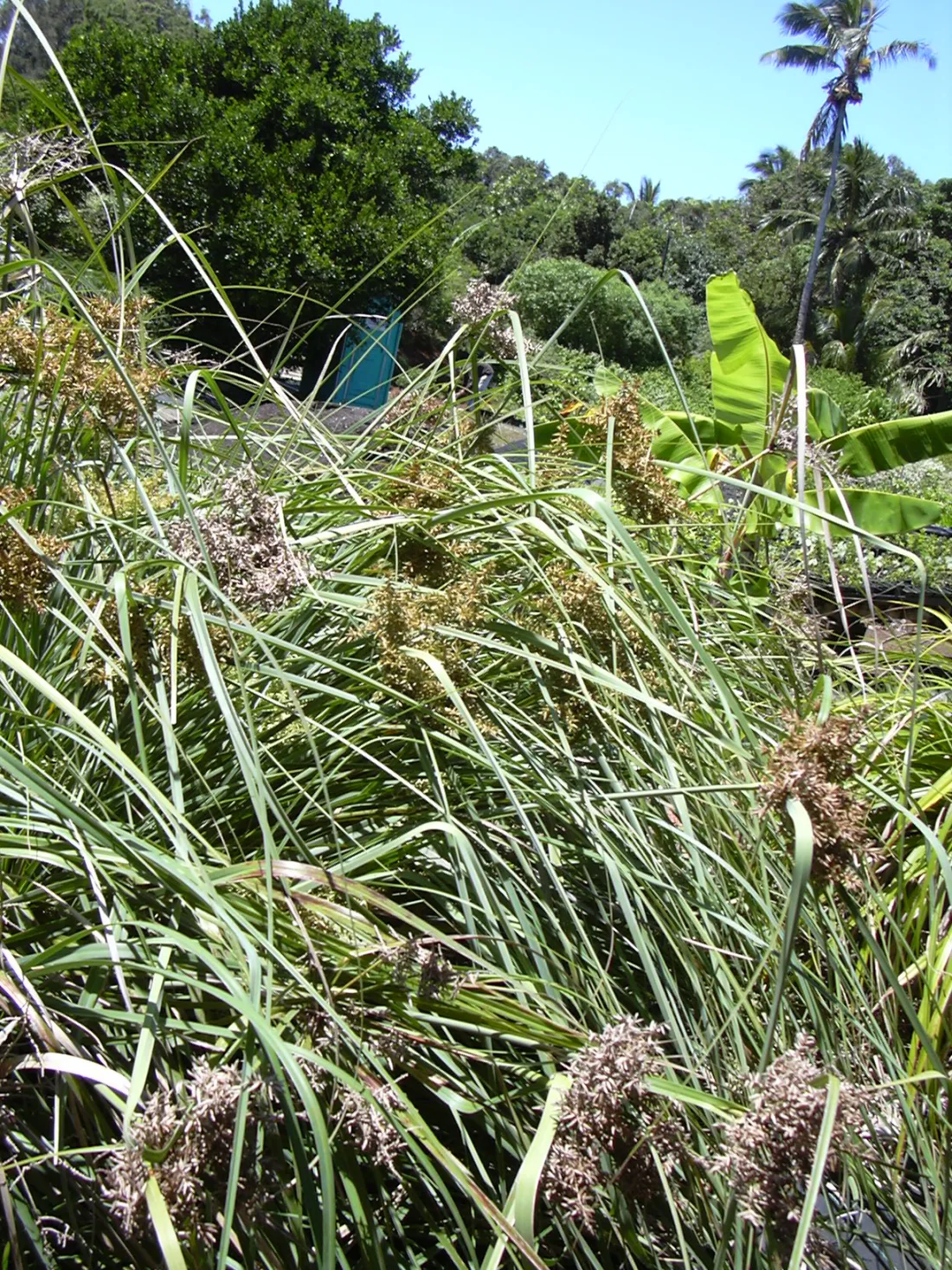 ʻAhuʻawa (Cyperus javanicus)