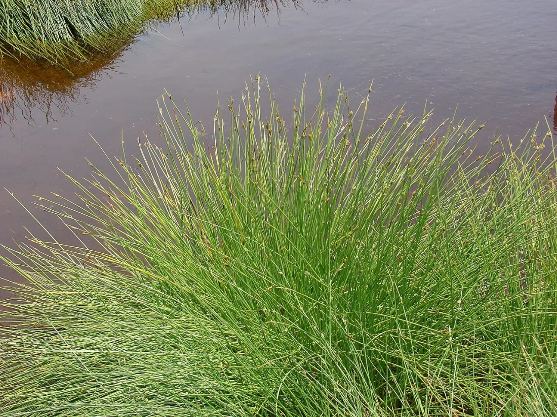 Makaloa (Cyperus laevigatus)