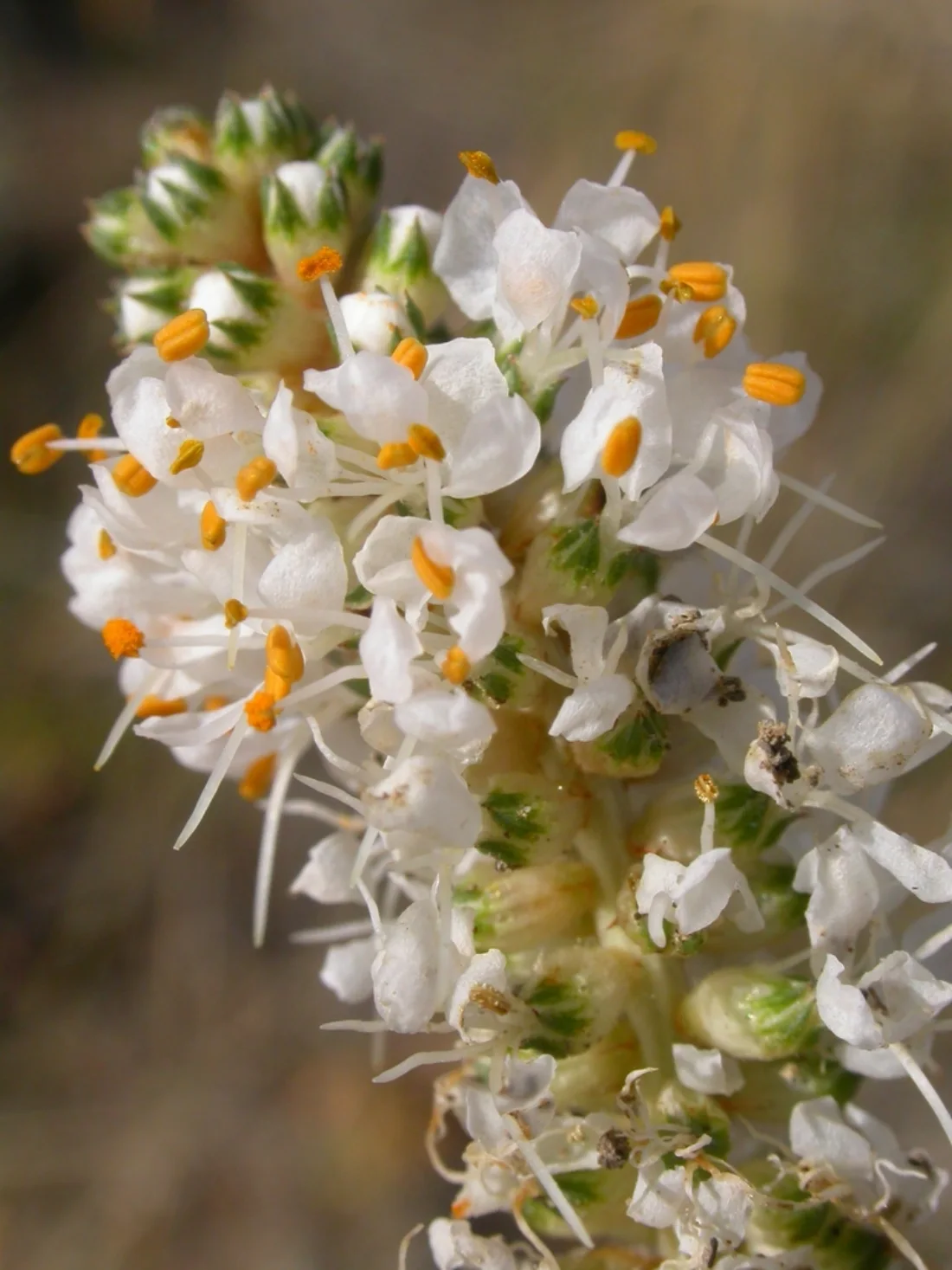 Flower detail