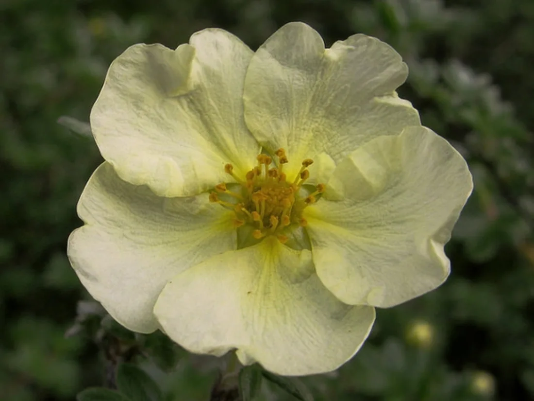 Potentilla fruticosa