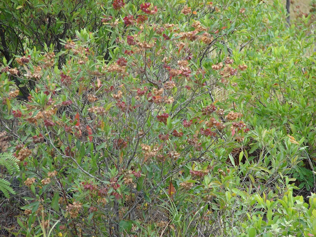 Hawaiian ʻaʻaliʻi with clusters of papery seed capsules