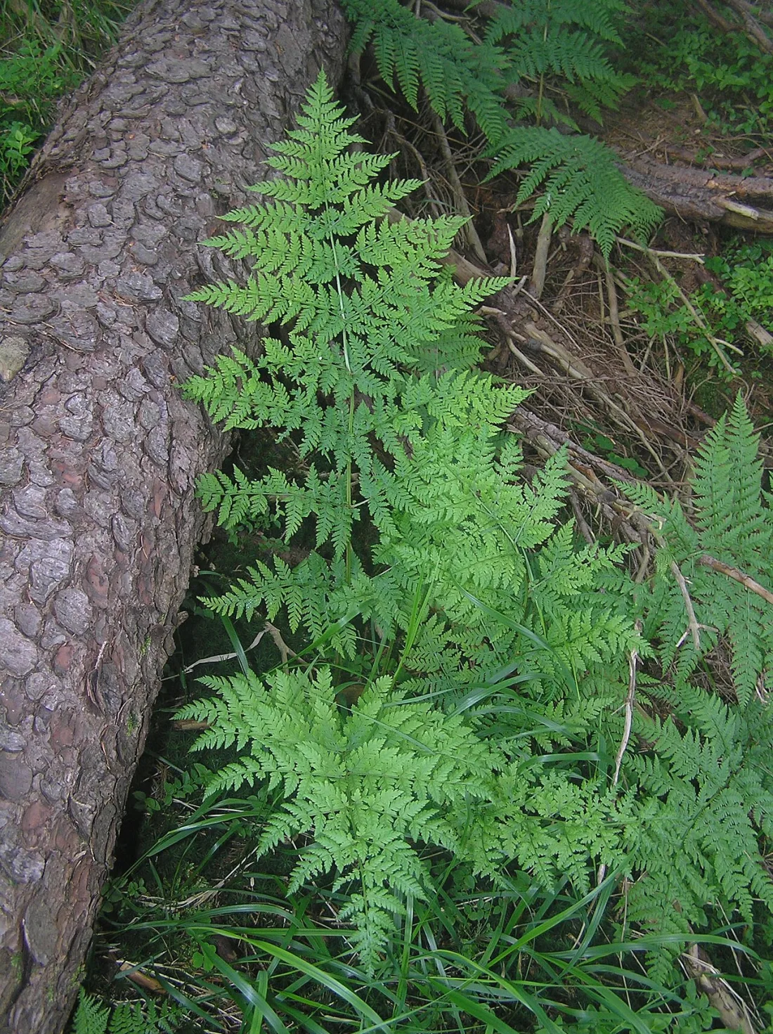 Spreading wood fern (Dryopteris expansa)