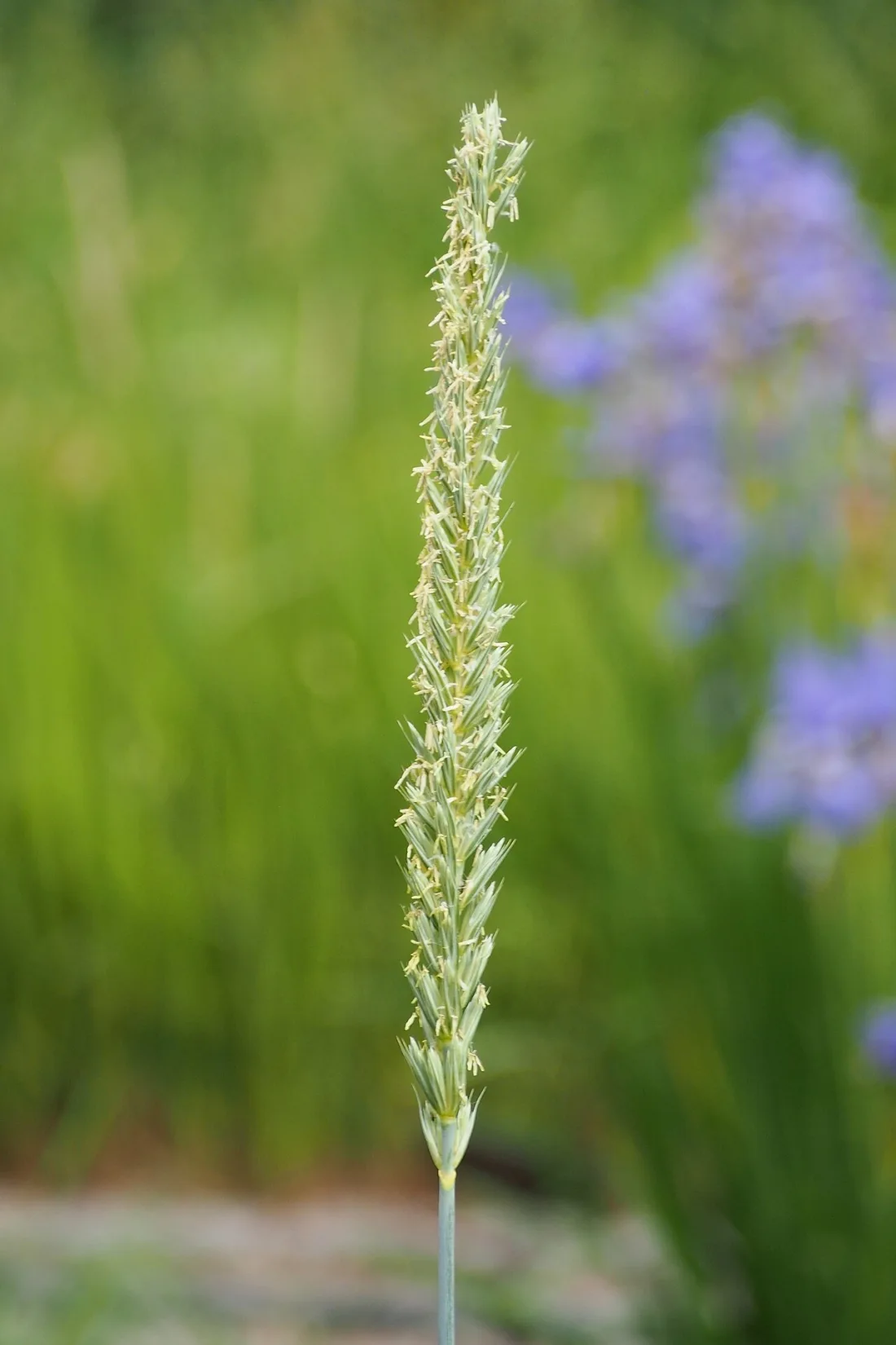 Blue wildrye (Elymus glaucus)