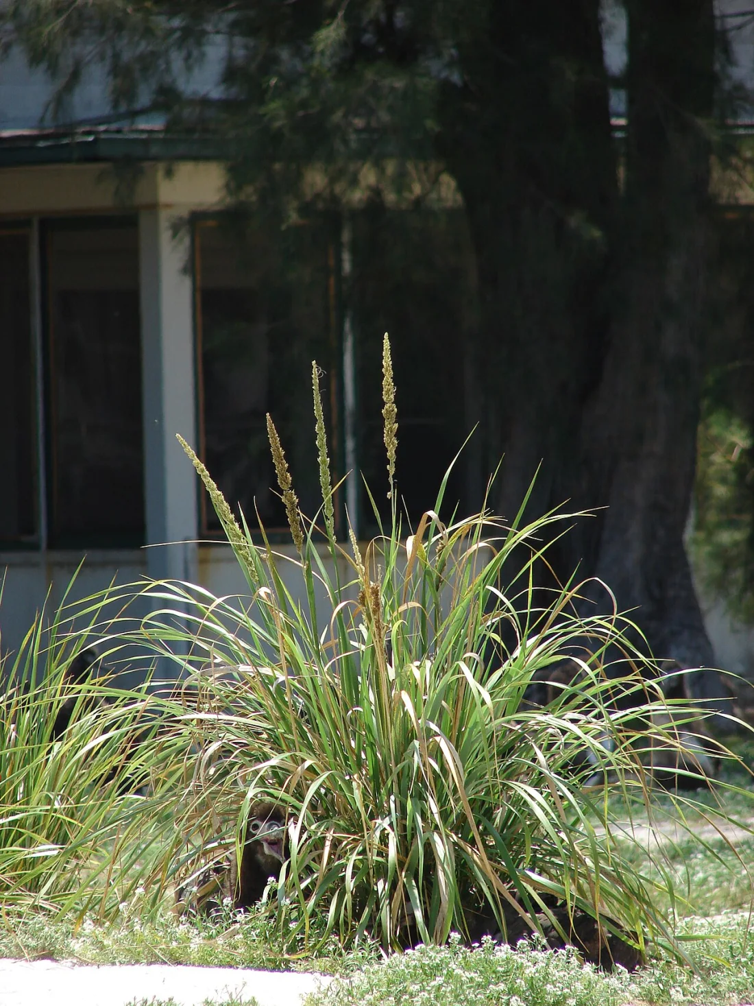 Kāwelu (Eragrostis variabilis)