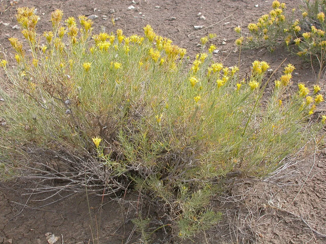 Rubber rabbitbrush (Ericameria nauseosa)