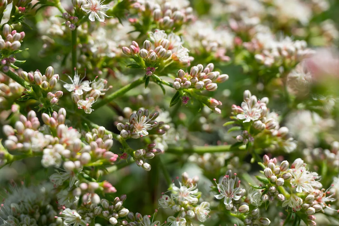 California buckwheat (Eriogonum fasciculatum)