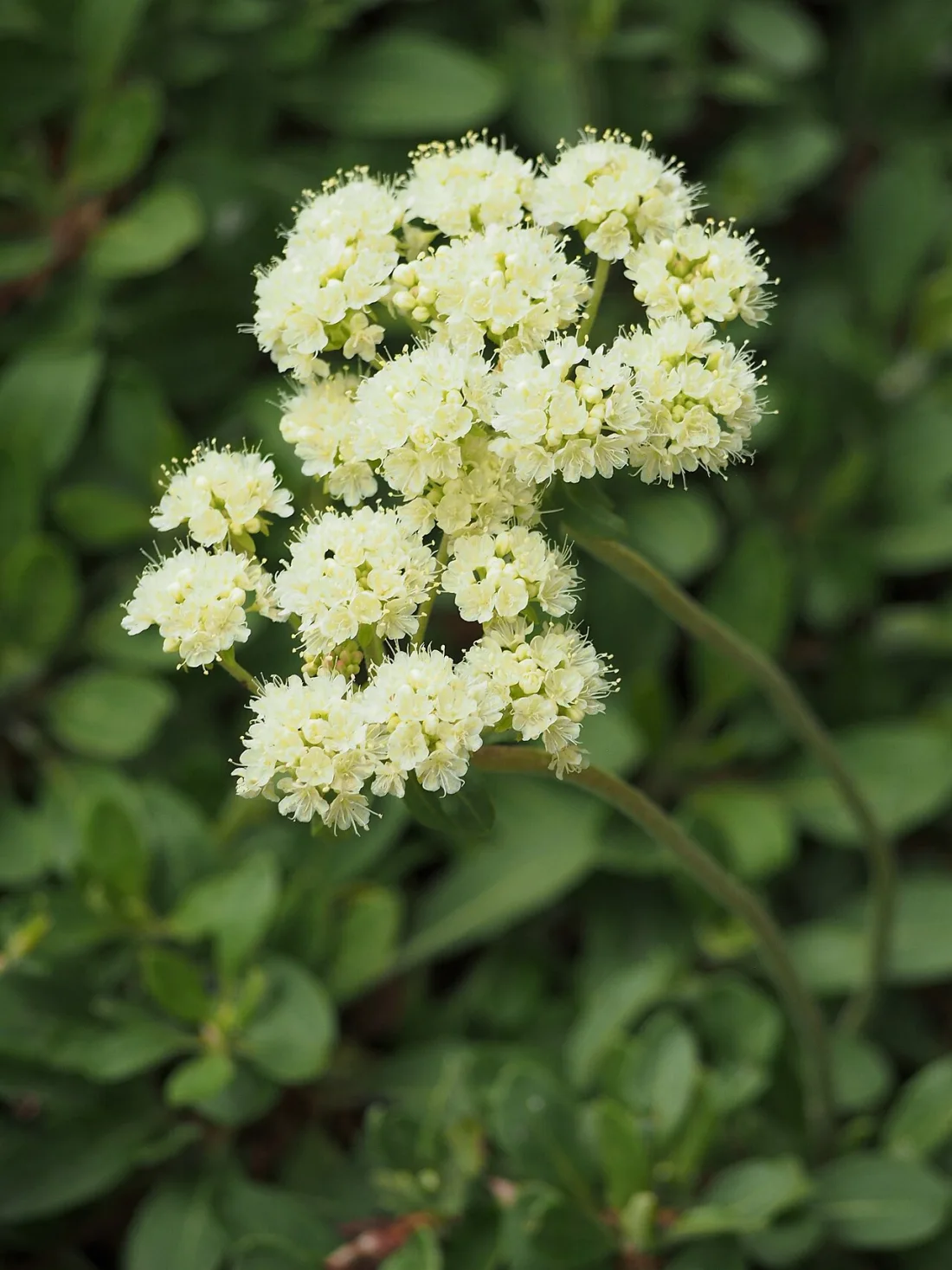 Sulphur buckwheat (Eriogonum umbellatum)