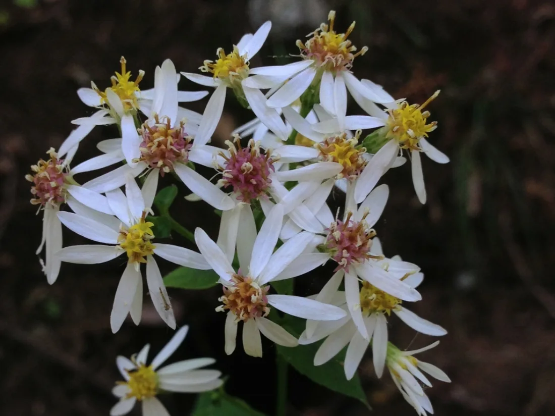 Close up of flower