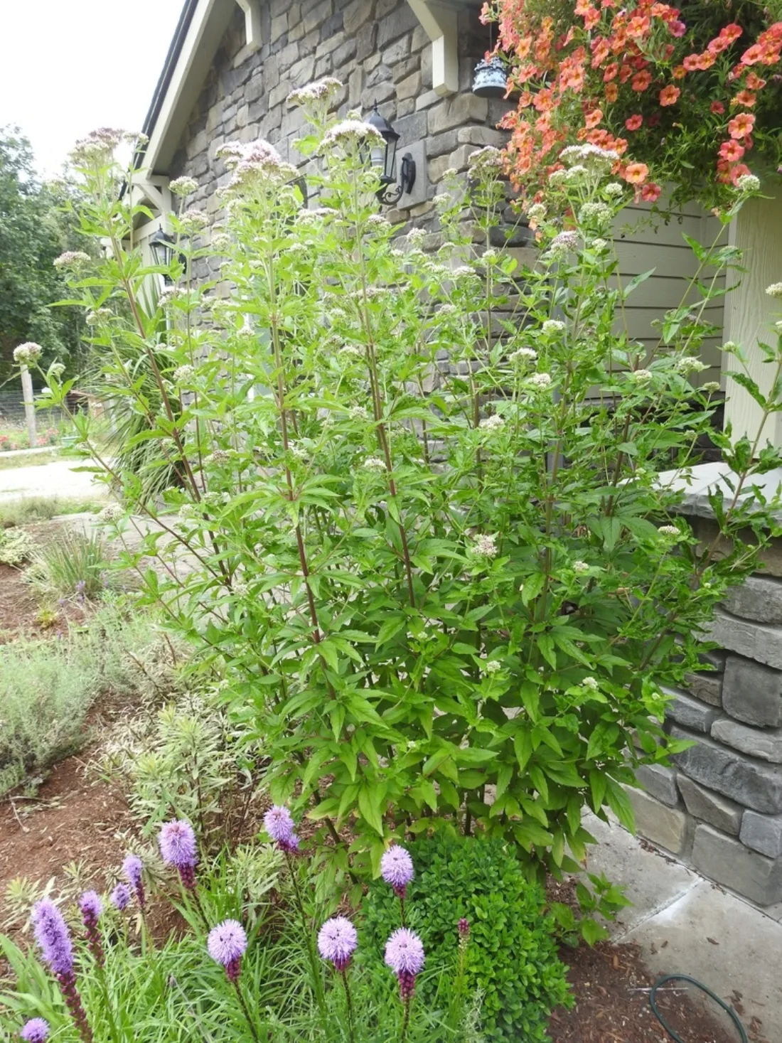 Form