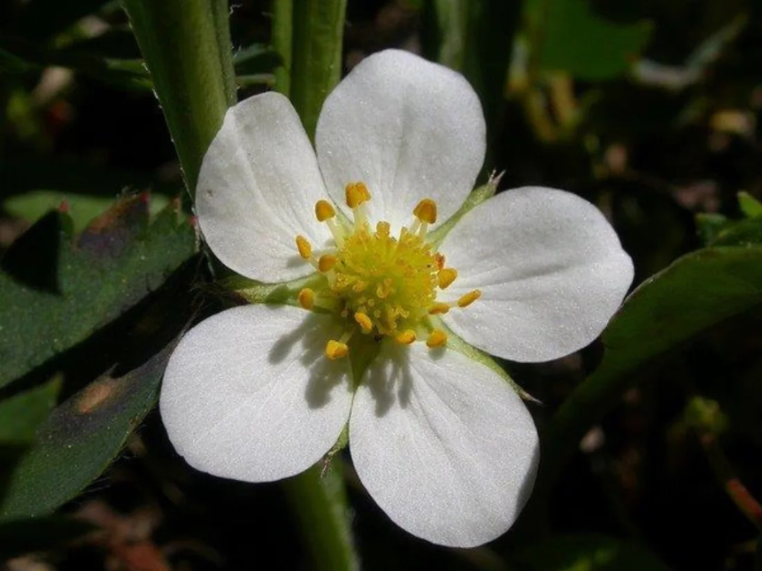 Fragaria virginiana