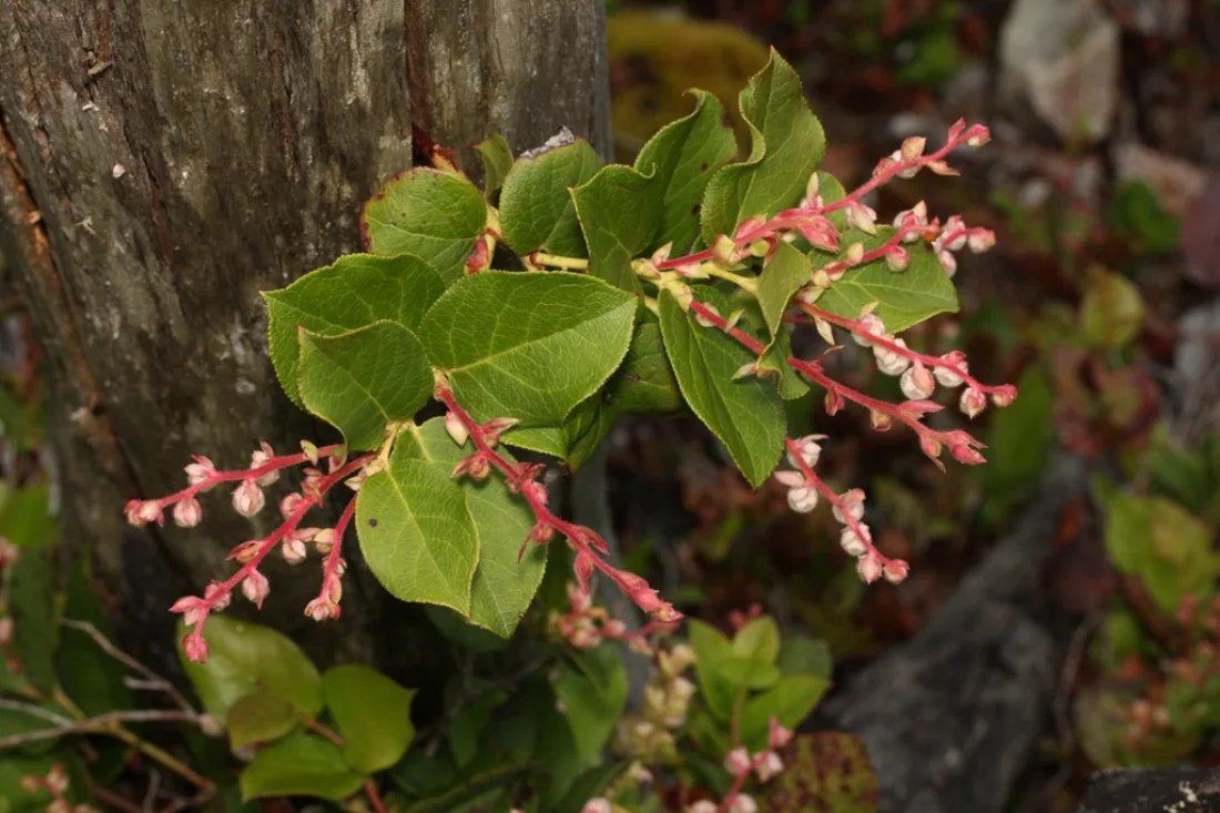 Plant in bloom