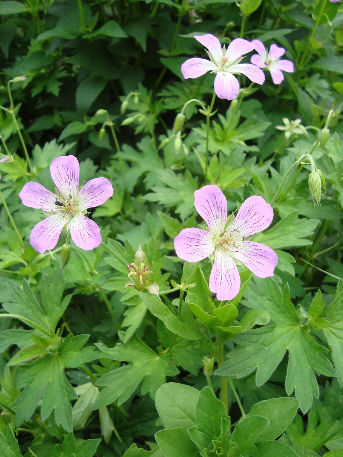 Northern geranium (Geranium erianthum)