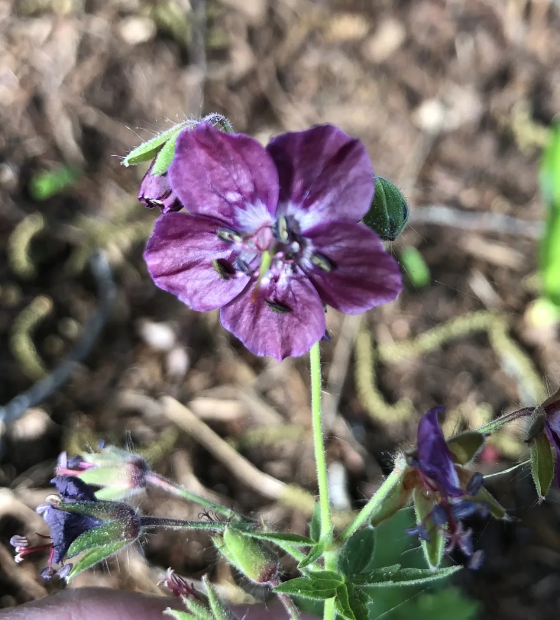 Geranium maculatum