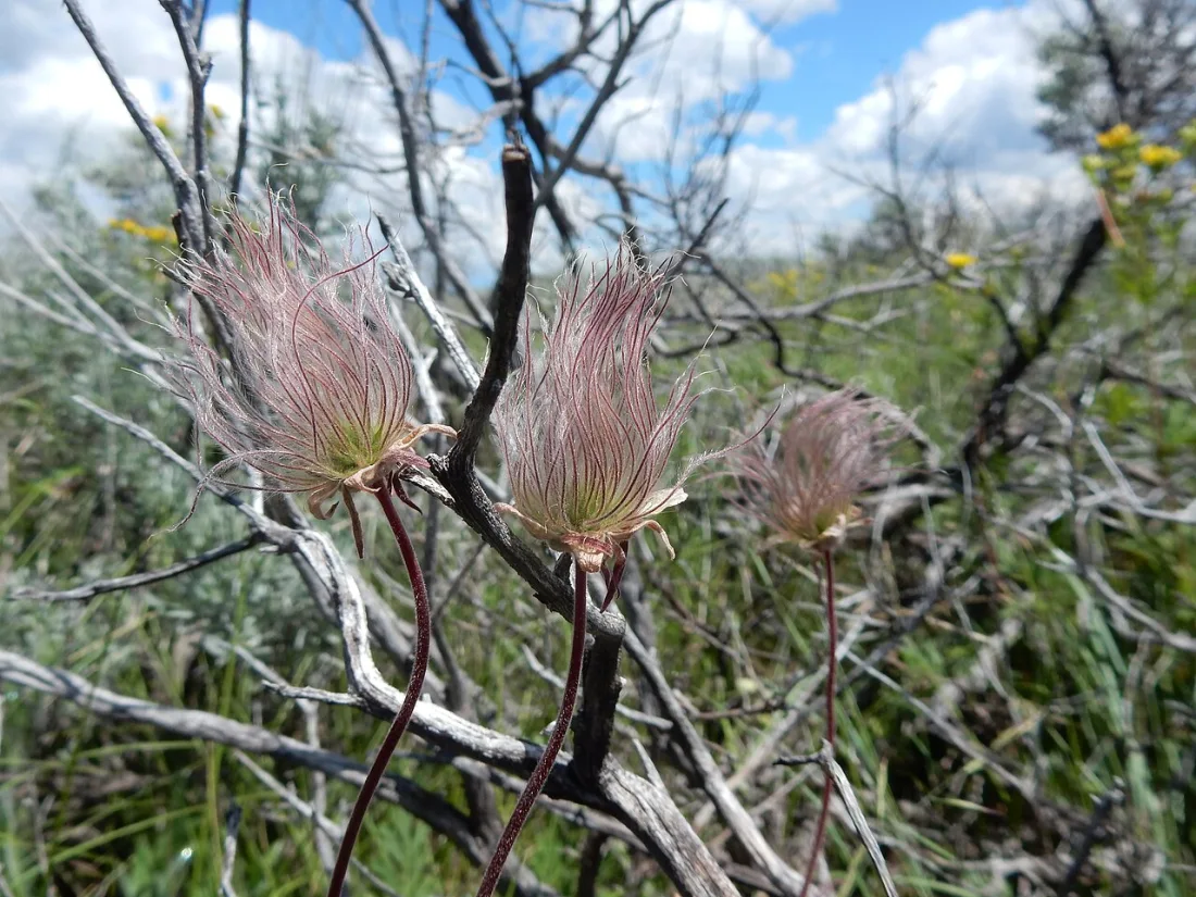 Prairie smoke (Geum triflorum)