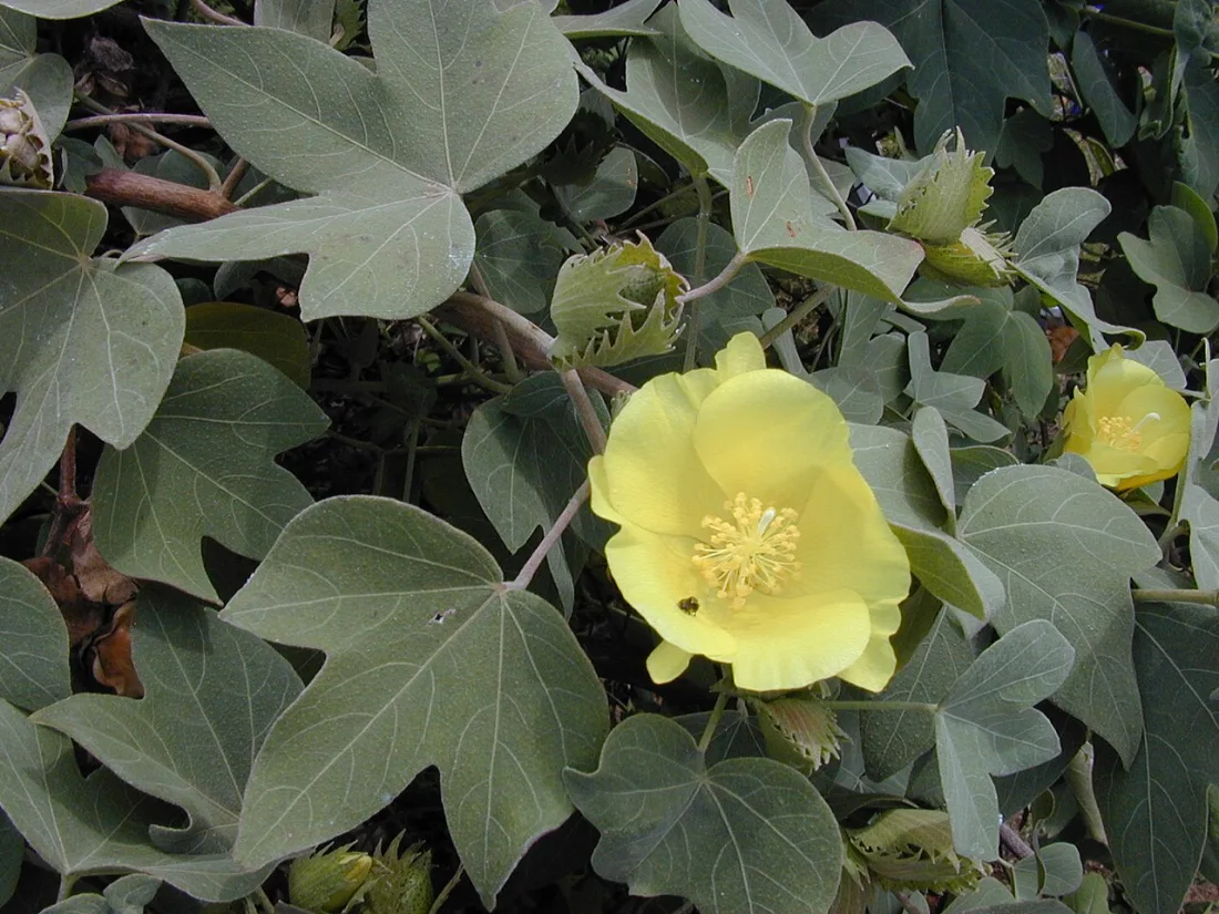 Maʻo (Gossypium tomentosum)