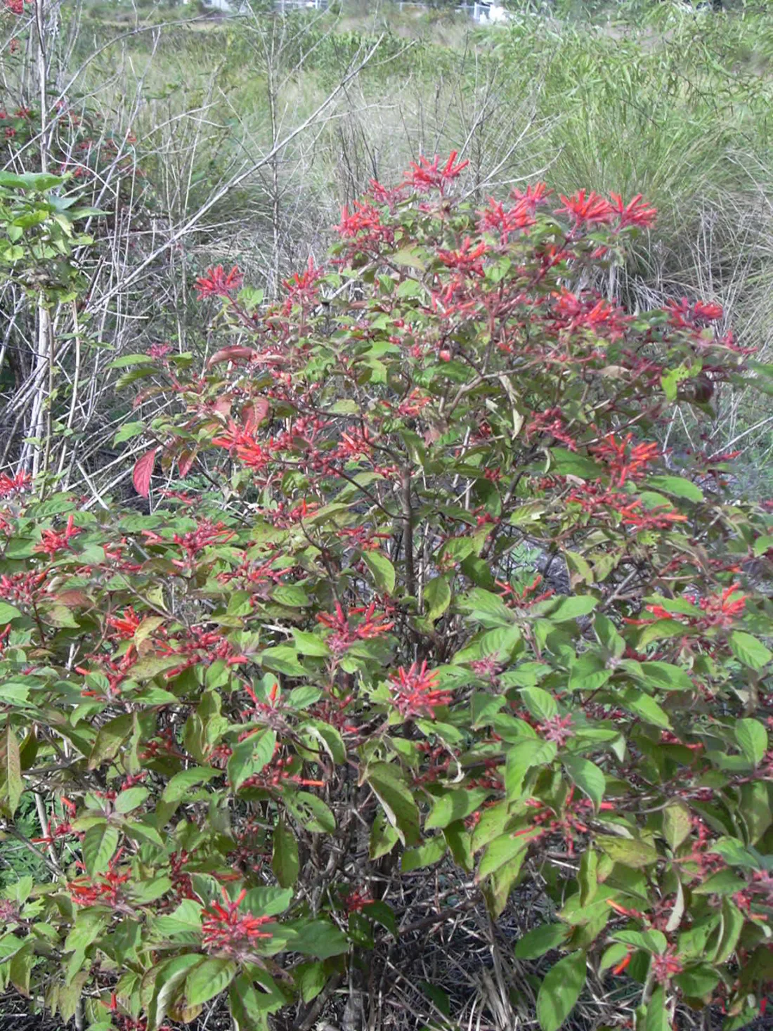 Firebush (Hamelia patens)