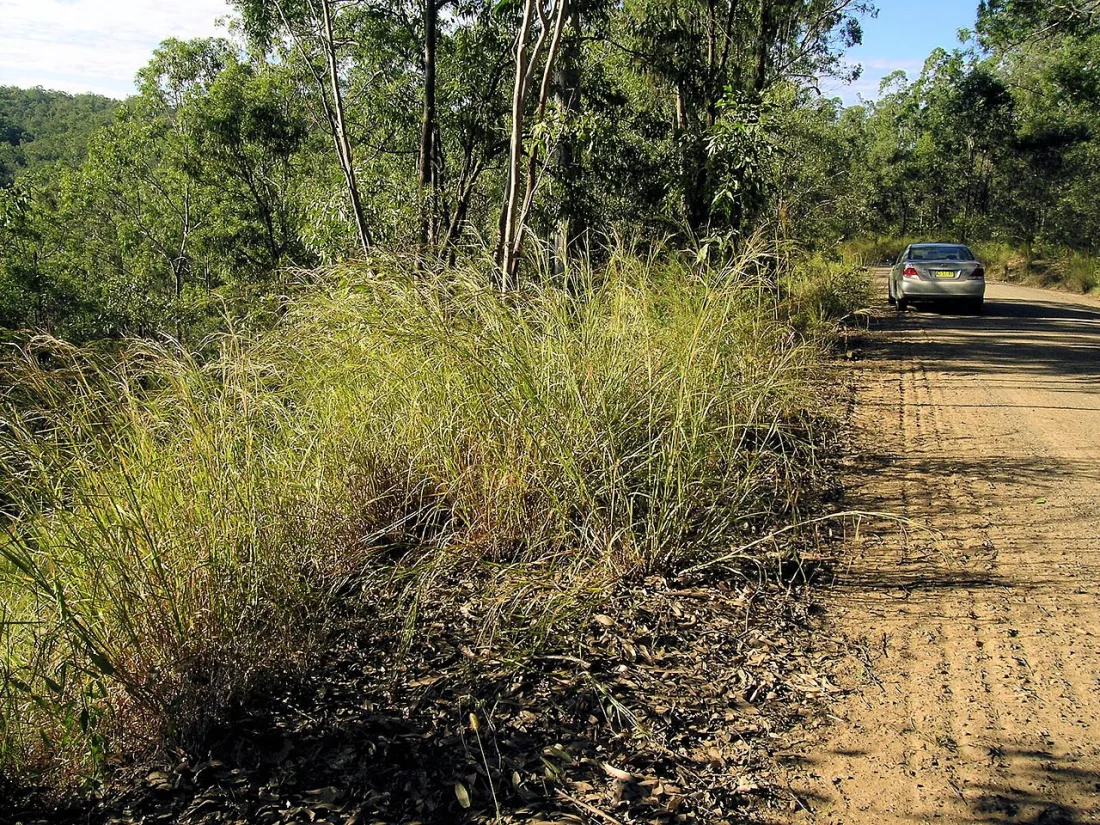 Pili grass (Heteropogon contortus)