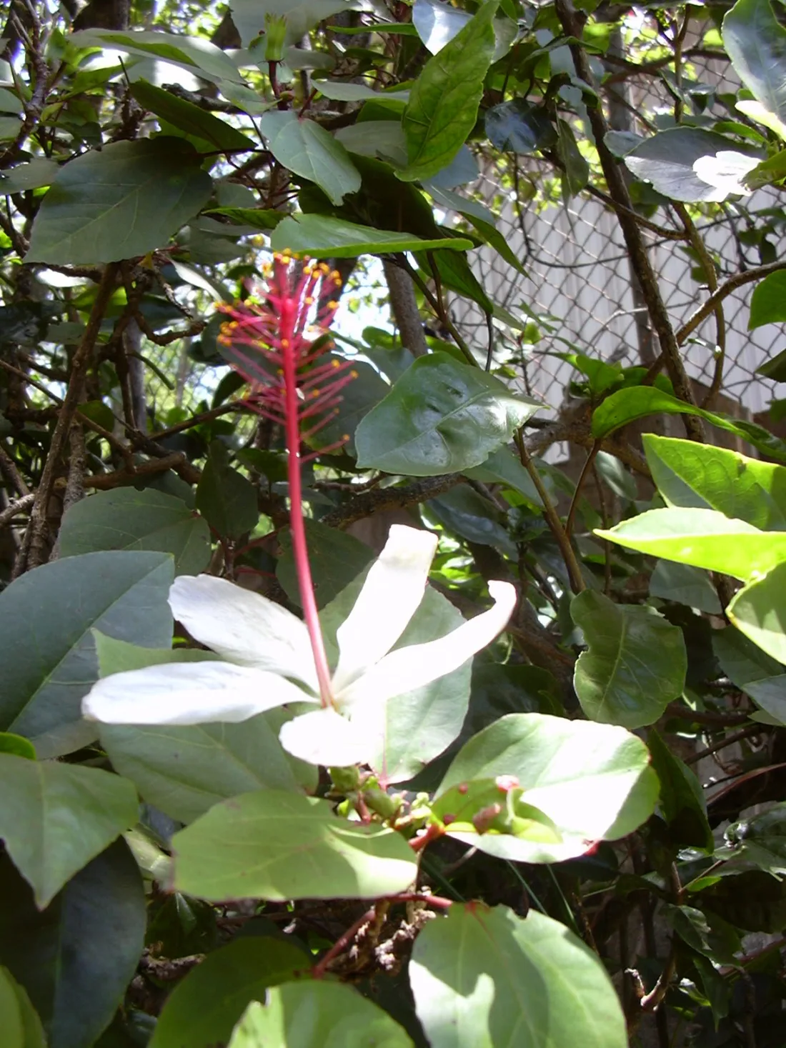 Kokiʻo keʻokeʻo (Hibiscus arnottianus)